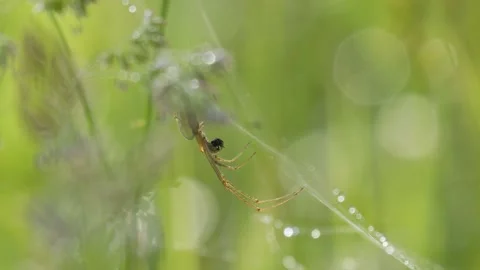 Orb Weaver Spider Grooming on Dewy Web - 4K Wildlife Slow Motion Shot Vídeos de archivo 336186286