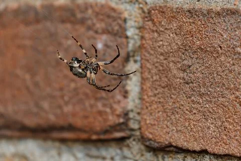 Orb Weaver Spider Hanging On Delicate Web Stock Photos