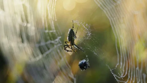 Orb-weaver spider hanging in a golden sunlit web with wrapped prey, delicate Stock Footage 341046962