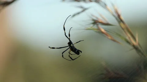 An orb weaver spider hanging from its web. Stock Footage 218116307