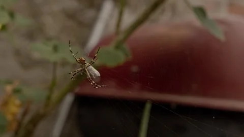 Orb Weaver Spider Hanging In Web With Natural Background In Mexico Stock Footage 347721800