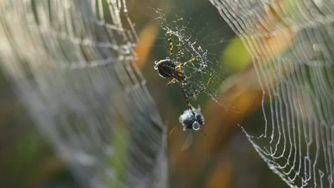 Orb-weaver spider holding prey in a web, with delicate silk strands, soft bokeh Stock Footage 341047640