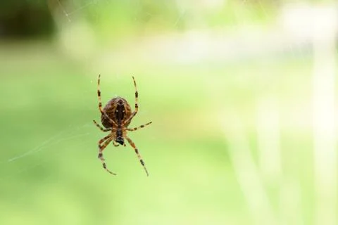 Orb weaver spider on its cobweb Stock Photos