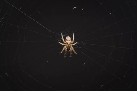 Orb weaver spider in its web Stock Photos