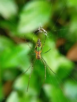 Orb-weaver spider in its web, vibrant green and orange coloration Stock Photos