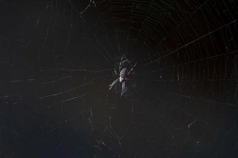 Orb-weaver spider in its web at Foot Park Idaho Stock Photos