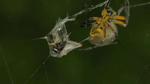 Orb weaver spider leaving wrapped cricket. Stock-Footage 37344586