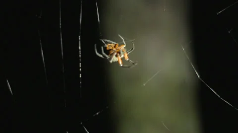 Orb weaver spider, making web at night. Stock Footage 37313161