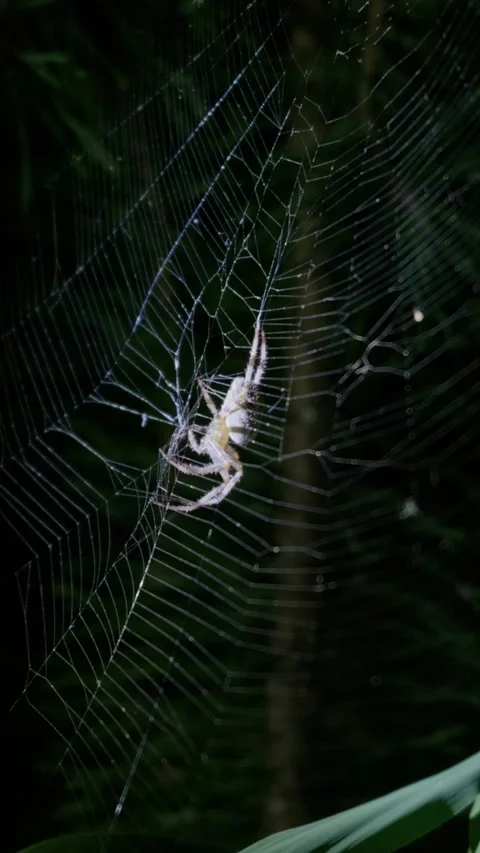 Orb Weaver Spider Moving Across Web in Dark Night Foliage Stockbeeldmateriaal 345167585