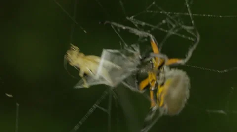 Orb weaver spider, moving fast in web to cricket and wrapping. Stock Footage 37336498