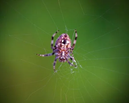 Orb weaver spider Foto stock