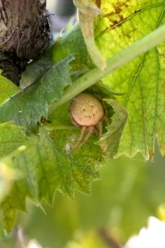 Orb-weaver spider Stock Photos