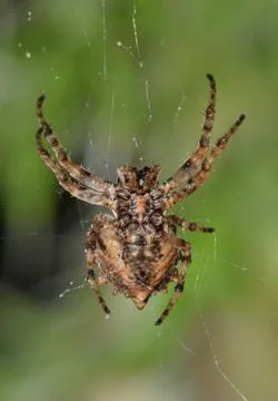 Orb Weaver Spider Stock Photos