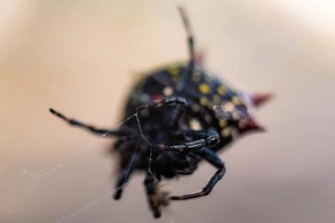 Orb Weaver Spider Stock Photos