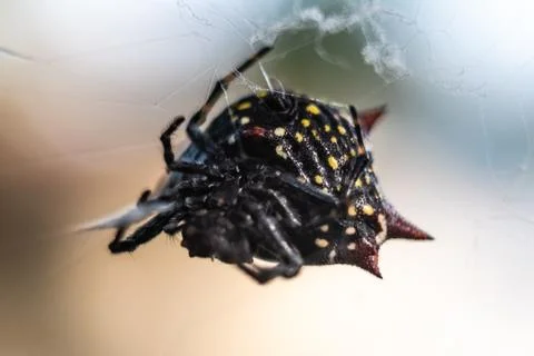 Orb Weaver Spider Stock Photos