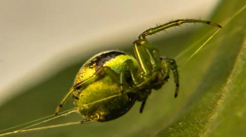 Orb-weaver spider Stock Photos
