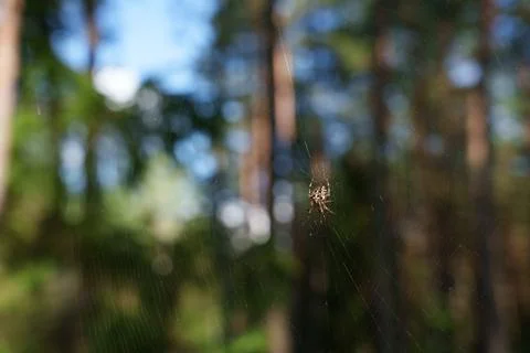 Orb-weaver spider Stock Photos