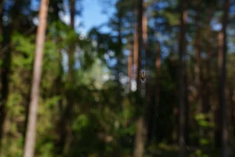 Orb-weaver spider 库存照片