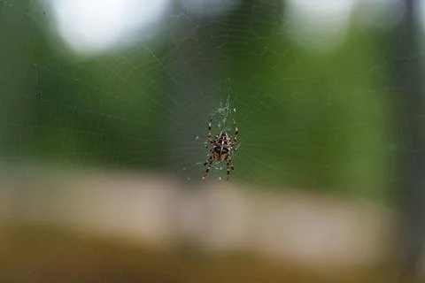 Orb-weaver spider Foto stock