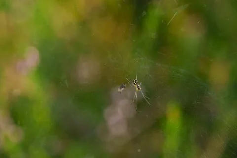 Orb-weaver spider 库存照片