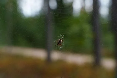 Orb-weaver spider 스톡 사진