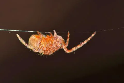 Orb Weaver Spider Plain Brown Background Stock Photos