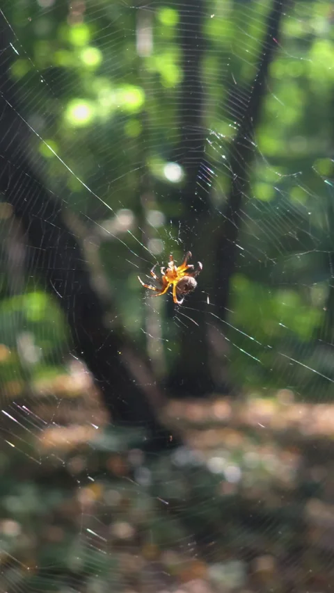 Orb weaver spider resting on intricate web in sunlit forest close up Stock Footage 346745758