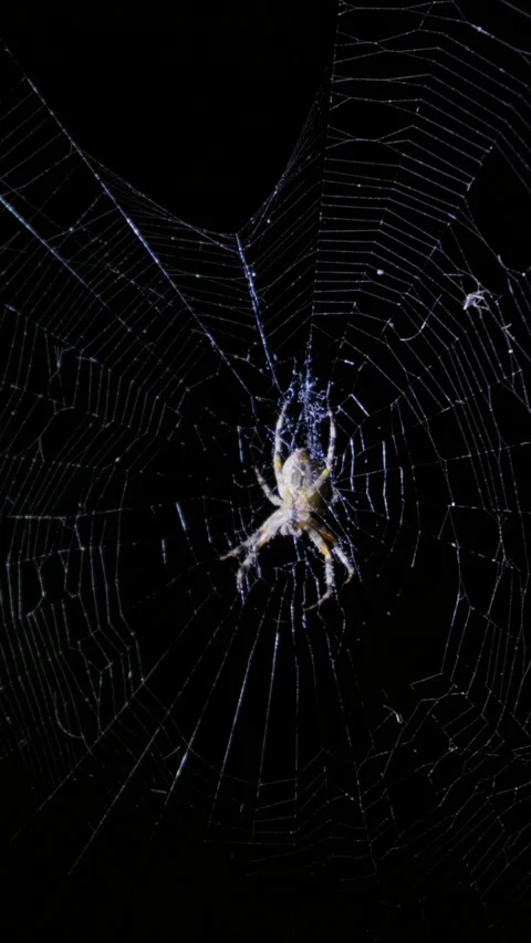 Orb Weaver Spider Resting on Web in Darkness Under Macro Lighting Stockbeeldmateriaal 345167789