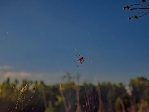 An orb weaver spider rests in its web during sunset in nature Stock Photos