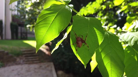Orb Weaver Spider rests on a leaf in Mableton Georgia Vidéo 277955041
