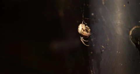 Orb Weaver spider side view on web at night eating bug Stock Footage 205248611