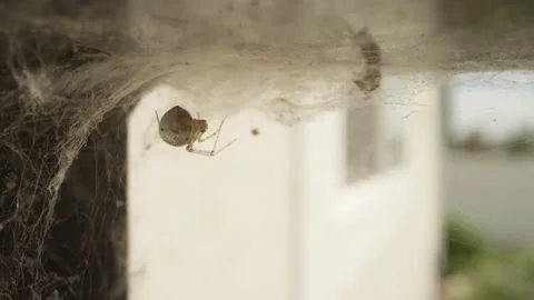 Orb weaver spider sits in web or nest on backyard porch and waits Stock Footage 144135650