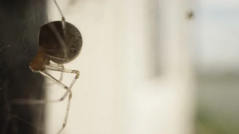 Orb weaver spider sits in web or nest and waits while moving its jaws Stock Footage 144136606