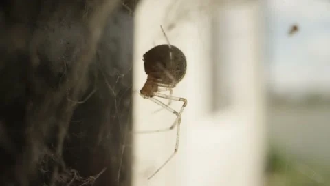 Orb weaver spider sits in web or nest on backyard porch and waits Video stock 144137188