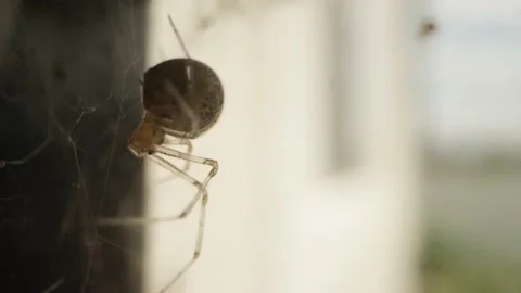 Orb weaver spider sits in web or nest on backyard porch and waits Stock Footage 144137450