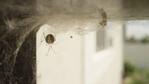 Orb weaver spider sits in web or nest on backyard porch and waits Stock Footage 144137882