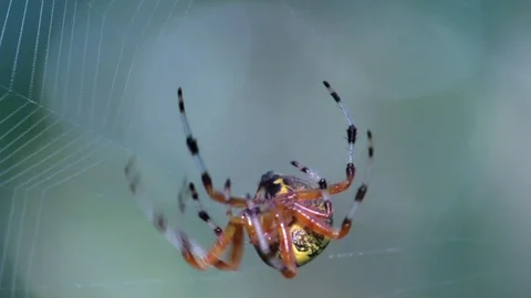 Orb weaver spider spinning web closeup bright colorful sunlight Video stock 115439426