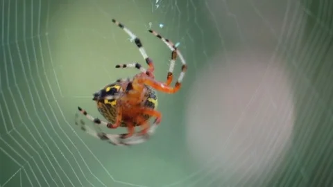 Orb weaver spider spinning web closeup view of underside Vídeo Stock 115439431
