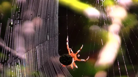 Orb weaver spider spinning web sunlight beautiful bright colors Stock Footage 115440138