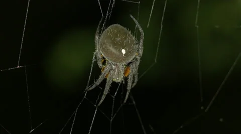 Orb weaver spider. Static. Kill sequence 1 of 5. Stock Footage 37335371