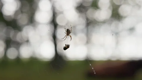 Orb weaver spider suspended on web with captured prey against soft forest bokeh Stock Footage 344772399