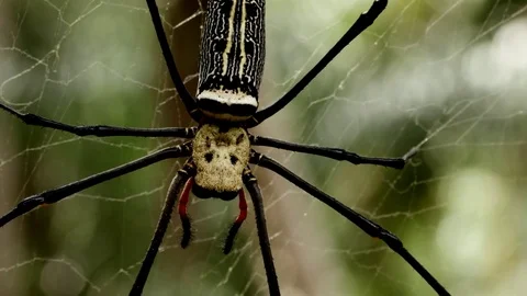Orb-Weaver Spider in Thai Rain Forest Stock Footage 74420224