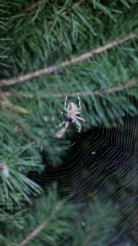 Orb Weaver Spider Waiting on Silk Web in Pine Forest Foliage Stockbeeldmateriaal 345167451