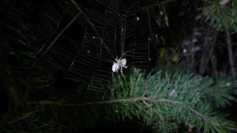 Orb Weaver Spider Waiting on Silken Web in Pine Forest at Night Stockbeeldmateriaal 345164577