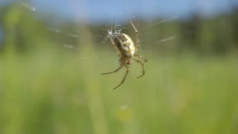 Orb Weaver Spider Waiting in Web in Meadow – Macro Wildlife Footage Video stock 134763844