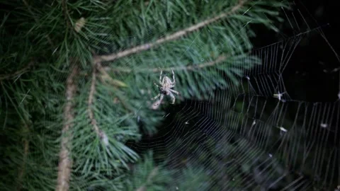Orb Weaver Spider Waiting on Web in Pine Needle Forest at Night Video stock 345164333