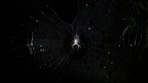 Orb Weaver Spider Waiting on Web at Night in Nocturnal Macro Stockbeeldmateriaal 345164822