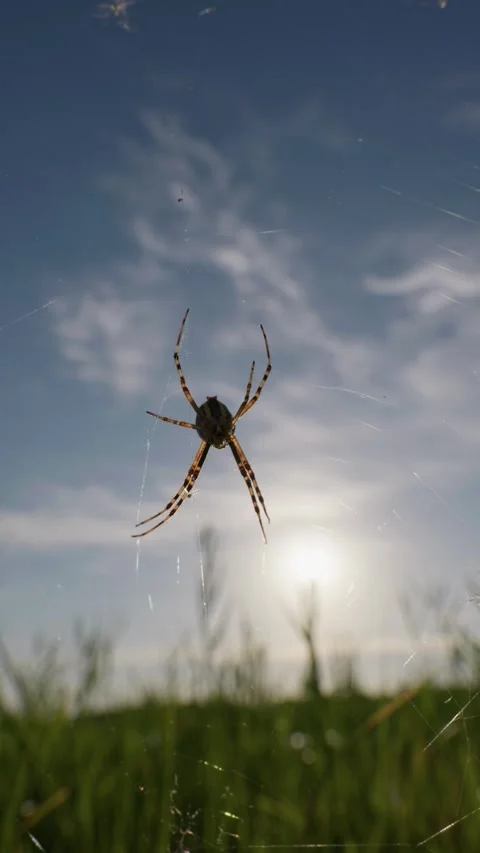 Orb Weaver Spider Waiting on Web in Sunny Meadow Under Blue Sky Video stock 345165471