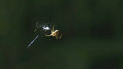 Orb weaver spider weaves a web close-up illuminated by sunlight Stock Footage 235608157