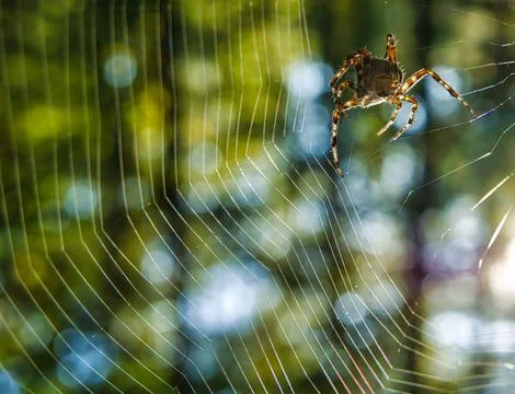 Orb weaver spider weaving it's web in the forest during morning sunrise Stock Photos